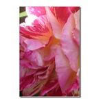 Pink Rose Postcard
