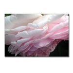 Pink Rose Postcard