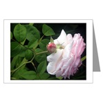 Pink Rose Card