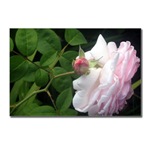 Pink Rose Postcard