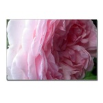 Pink Rose Postcard
