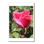 Pink Rose Postcard