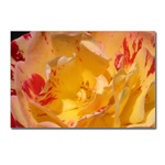 Yellow Rose Postcard