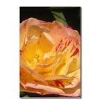 Yellow Rose Postcard