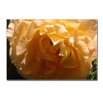 Yellow Rose Postcard