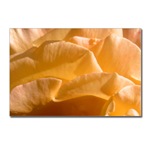 Yellow Rose Postcard