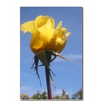 Yellow Rose Postcard
